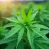 Healthy cannabis plant growing under sunlight: strains for 2026.