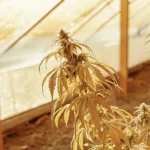 Close-up of a cannabis plant with yellowish, drooping leaves under sunlit greenhouse panels, showing stress.
