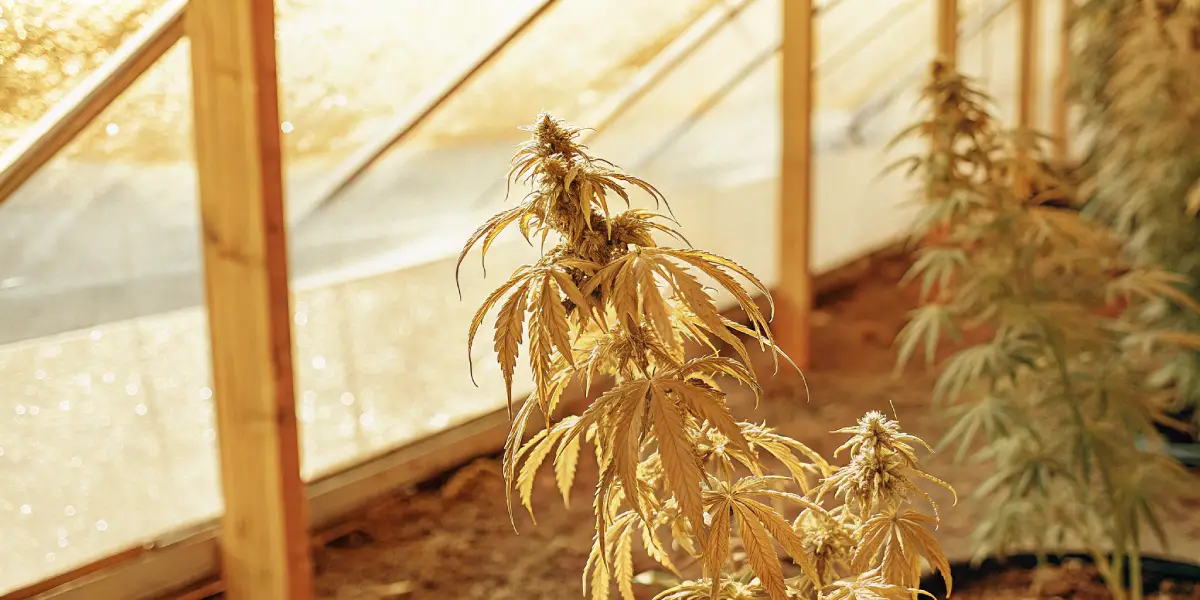Cannabis Plant Water Stress Symptoms: How Fix Issues