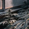 Close-up of a cannabis plant with dark leaves and buds under subdued light, near a window.