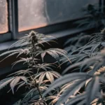 Close-up of a cannabis plant with dark leaves and buds under subdued light, near a window.