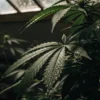 Close-up of healthy cannabis leaves with water droplets under subdued greenhouse light.