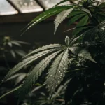 Close-up of healthy cannabis leaves with water droplets under subdued greenhouse light.