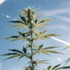 Macro shot of a tall cannabis plant under a bright blue sky, with sun flare.