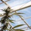 Close-up of a vibrant marijuana plant with buds against a clear blue sky through a greenhouse roof.