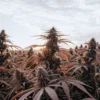 A sprawling field of mature cannabis plants with prominent buds and reddish leaves, silhouetted against a sunset sky.
