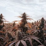 A sprawling field of mature cannabis plants with prominent buds and reddish leaves, silhouetted against a sunset sky.
