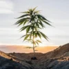 Single cannabis plant standing in a small ditch, backlit by a vibrant sunset sky.