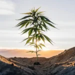 Single cannabis plant standing in a small ditch, backlit by a vibrant sunset sky.
