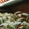 Close-up of young tomato plants under warm, glowing indoor grow lights.