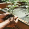 Gardener's hands gently holding a small cannabis seedling with soil, ready for transplanting.