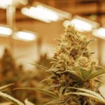 Close-up of vibrant, mature cannabis buds with visible trichomes under warm lights.