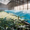 Close-up of young weed plants in a greenhouse with covered rows.