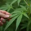 Critical x Cheese Candy cannabis leaf inspected by hand.