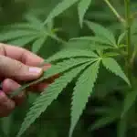 Critical x Cheese Candy cannabis leaf inspected by hand.
