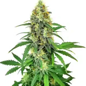 AK 47 F1 cannabis plant with a dense central cola and orange pistils.