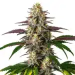 Auto Gelato x Purple Punch cannabis plant with colorful resinous buds.