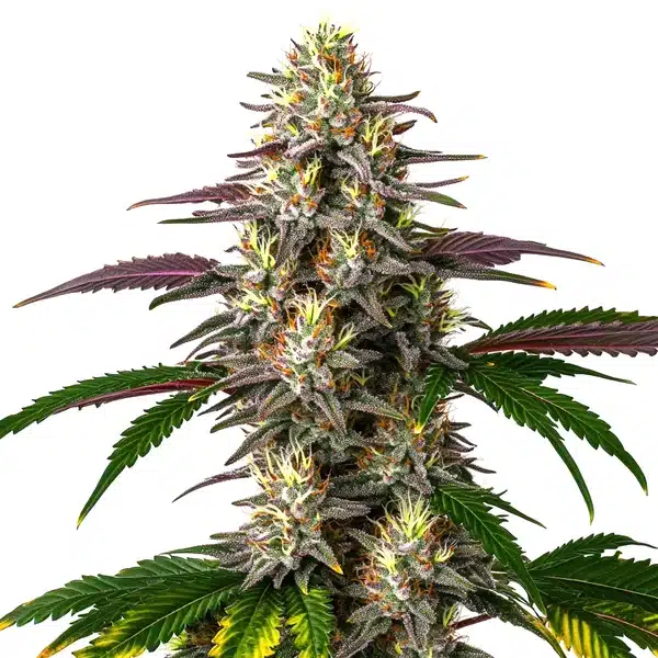 Auto Gelato x Purple Punch cannabis plant with colorful resinous buds.