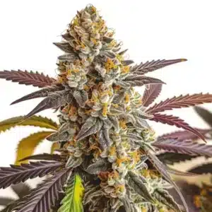 Auto Strawberry Haze cannabis plant with purple buds and orange pistils.
