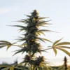 Prominent cannabis apical bud against a hazy sunrise sky outdoors.