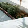 Raised garden bed with cannabis plants and orange flowers on a sunny patio.