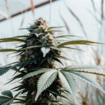 Close-up of a mature cannabis bud with intricate details, natural background.
