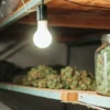 Macro photo of two jars of cannabis buds on a wooden shelf with a lightbulb.