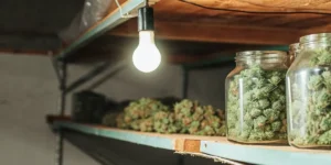 Macro photo of two jars of cannabis buds on a wooden shelf with a lightbulb.