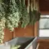 Freshly harvested cannabis buds hanging to dry in a sunlit wooden shed.