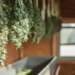 Freshly harvested cannabis buds hanging to dry in a sunlit wooden shed.