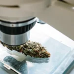 Cannabis flower under a microscope for quality and trichome analysis.