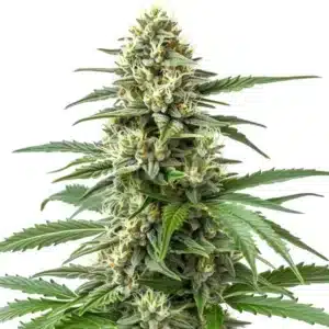 Critical 47 F1 cannabis plant in full flowering phase with bright pistils.