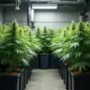 Indoor cultivation of Critical Bilbo Auto cannabis plants.