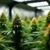 Critical Bilbo indoor cannabis plant under LED lights.