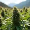 Critical Bilbo x Rainbow Chips Regular cannabis bud outdoors.
