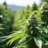 Critical Bubba Kush outdoor cultivation with dense buds.