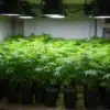 Critical Jack cannabis plants in pots during vegetative stage.