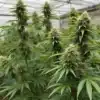 Critical Mass Auto cannabis plants in greenhouse cultivation.
