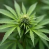 Critical Nicky Kush cannabis compact green bud.