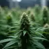 Critical Purple Auto mature bud with orange pistils and resin.