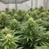 Critical Purple Kush dense flowering indoor grow.