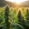 Critical Purple Kush x Bruce Banner Regular outdoor plant at sunset.