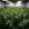 Critical Purple Regular cannabis plants growing in indoor setup.