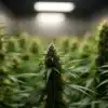 Critical Widow cannabis plant with dense buds under grow lights.