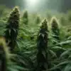 Critical x Amnesia plants in lush outdoor cultivation.