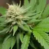 Critical x Cheese Candy Regular cannabis bud with dense trichomes.