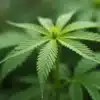 Critical x Green Crack cannabis leaf with detailed serrated edges.