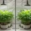 Critical x Green Crack indoor plants under LED grow lights.