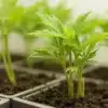 Young Critical x Green Crack seedlings growing in fresh soil.