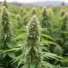 Critical x Somango cannabis plant with dense buds in outdoor cultivation.